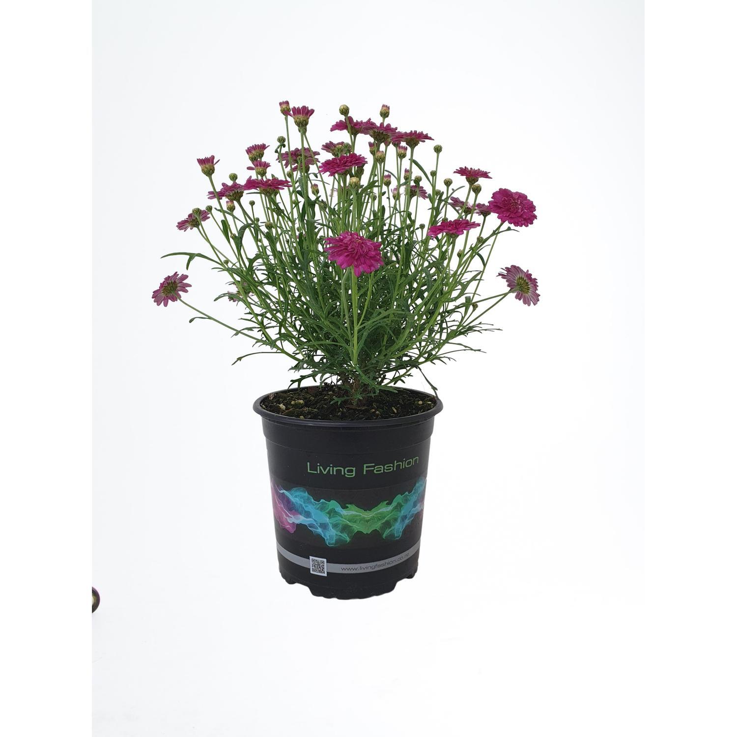 Argyranthemum Cherry Harmony