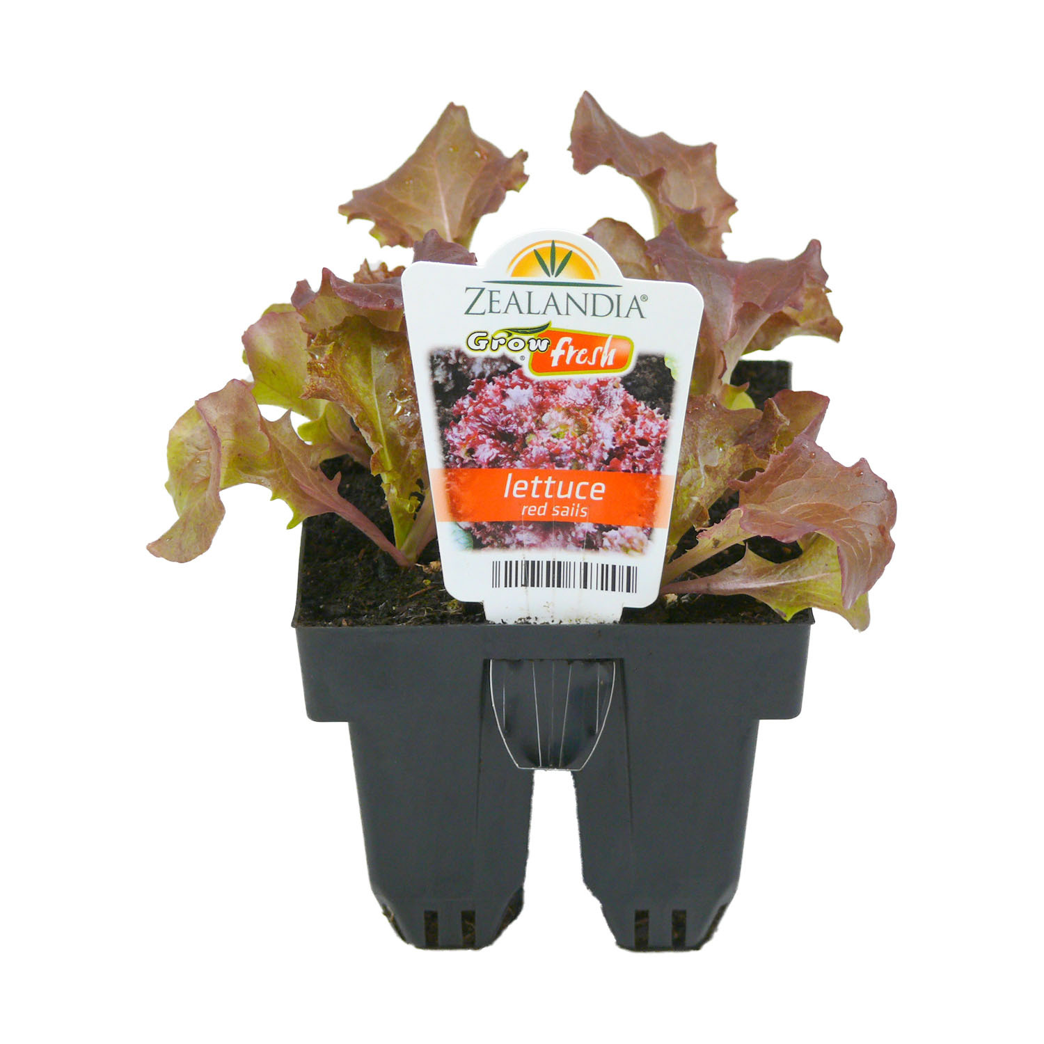 Lettuce Red Sails