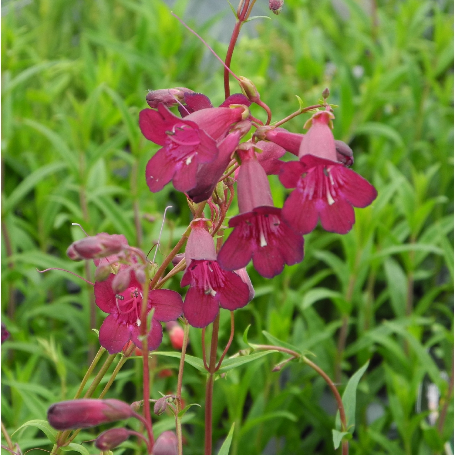 Penstemon Blackbird