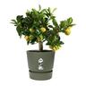 Plastic Pot with Saucer Green 20cm