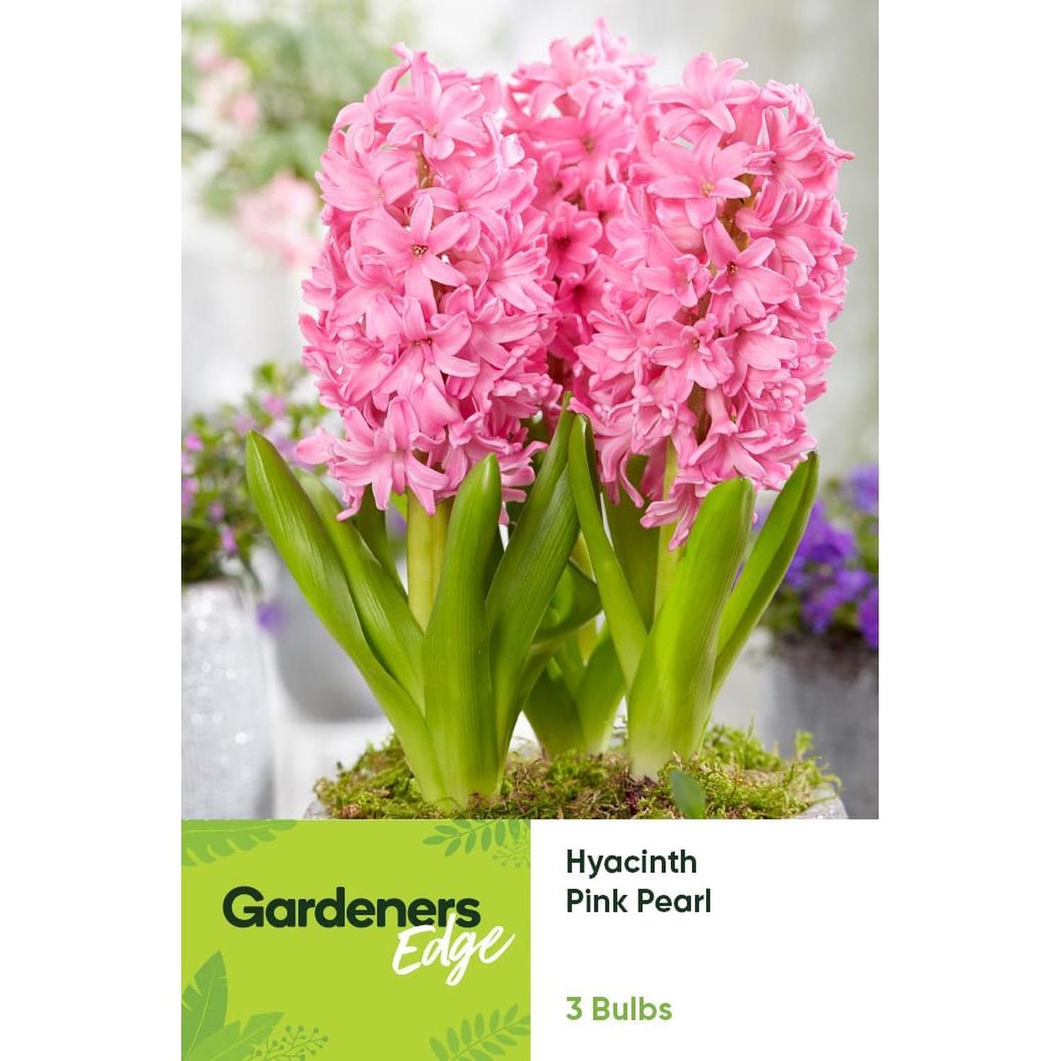 Hyacinth Pink Pearl