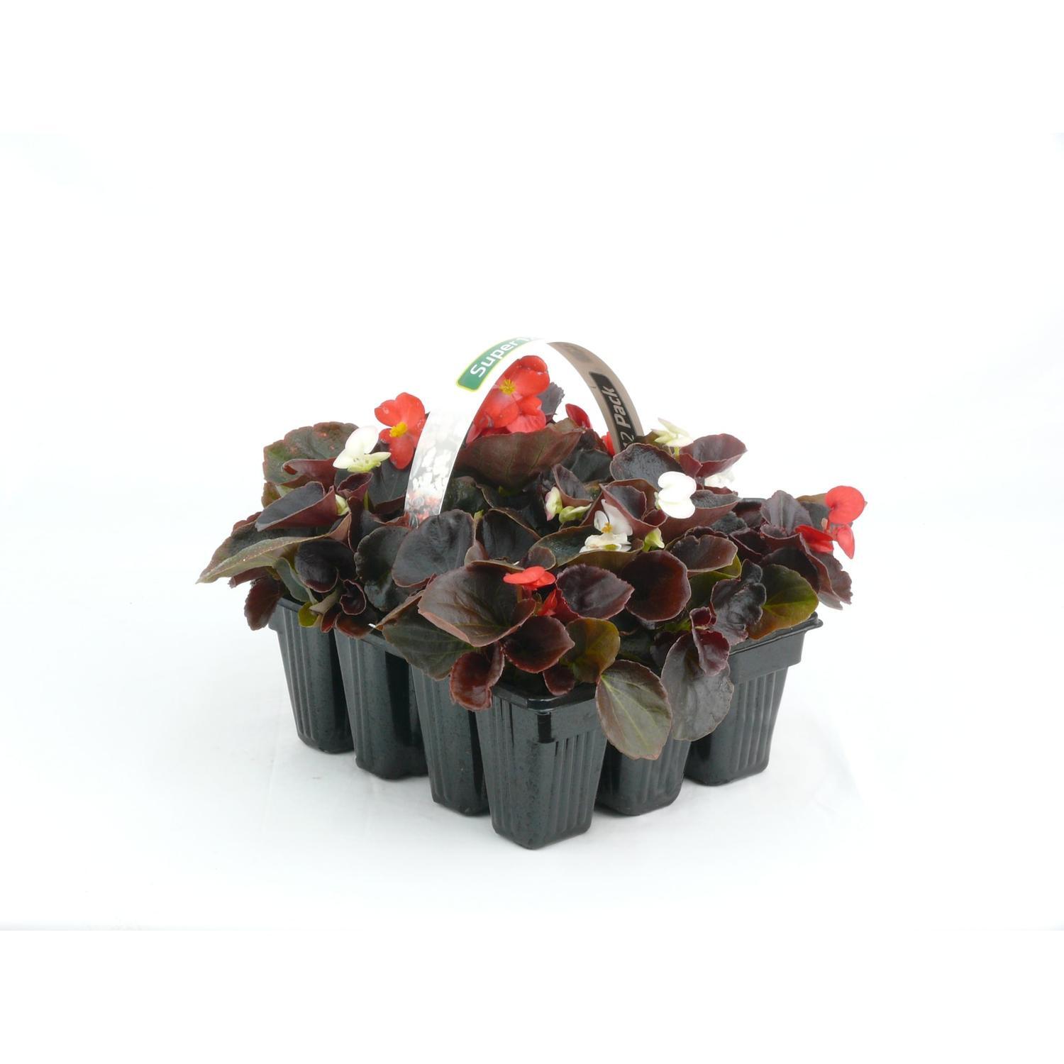 Begonia