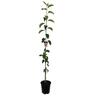 Apple Dwarf 'Pinkie' 4.7 litre
