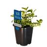 Mint Apple Veriegated