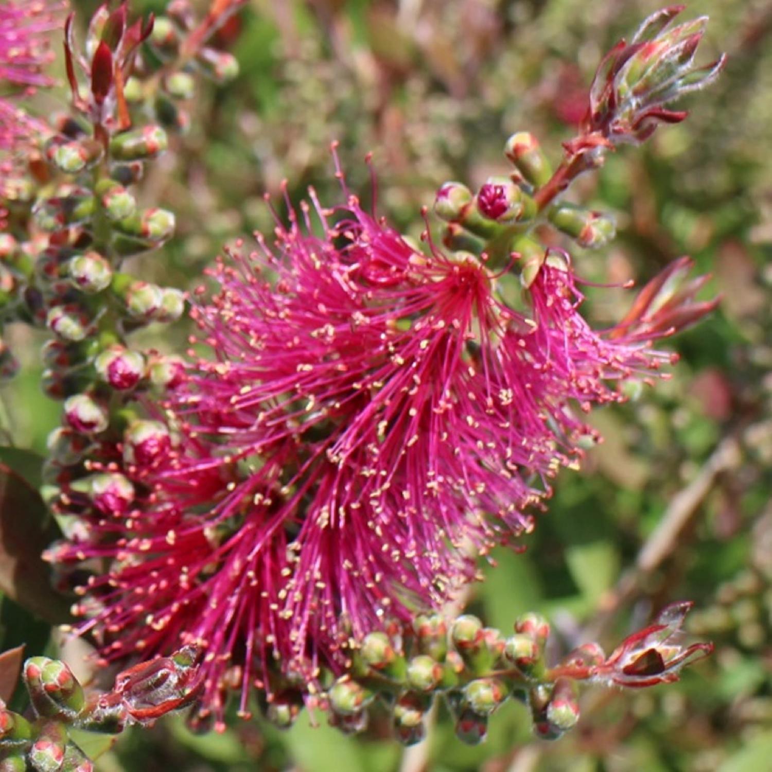 Callistemon John Mashlan