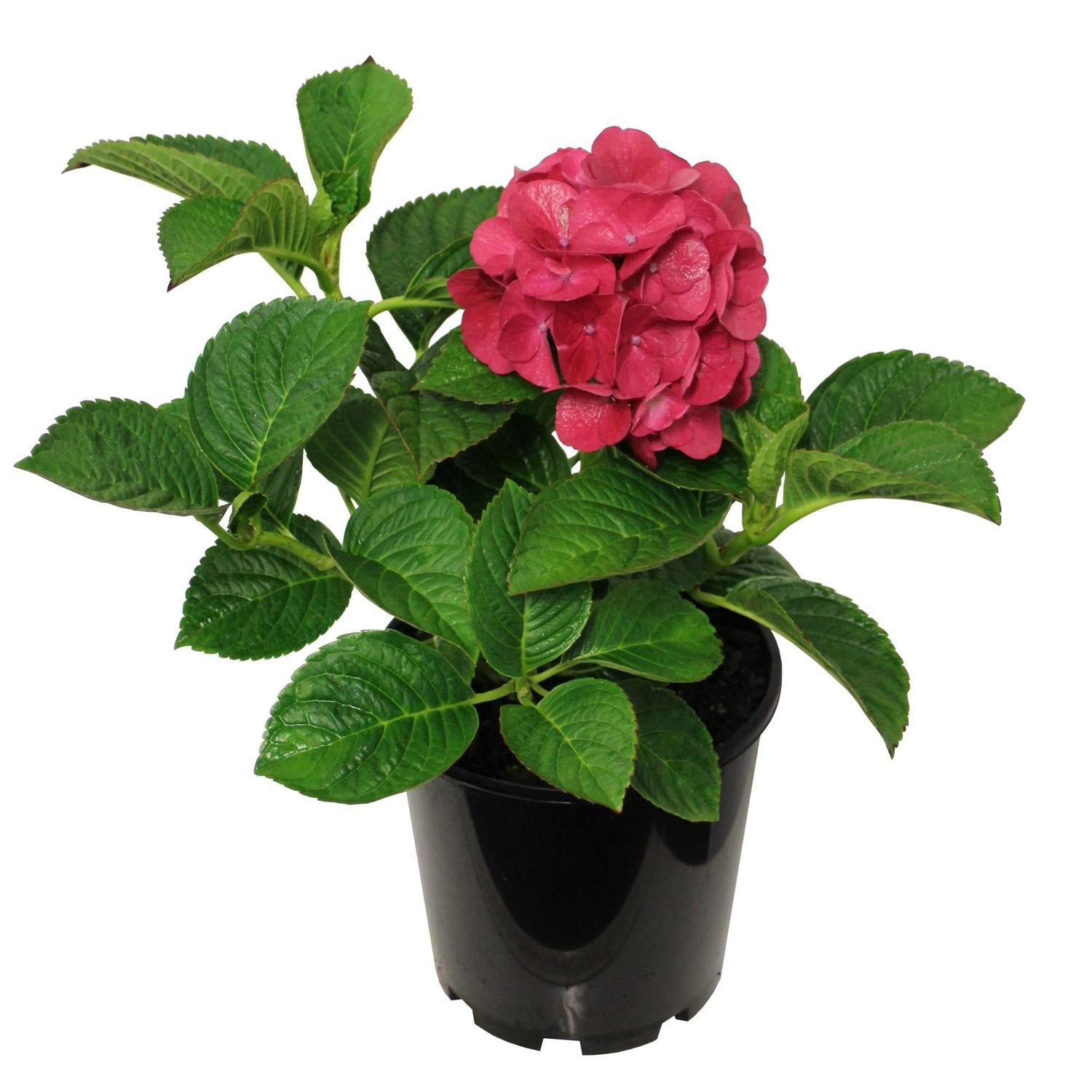 Hydrangea Piamina