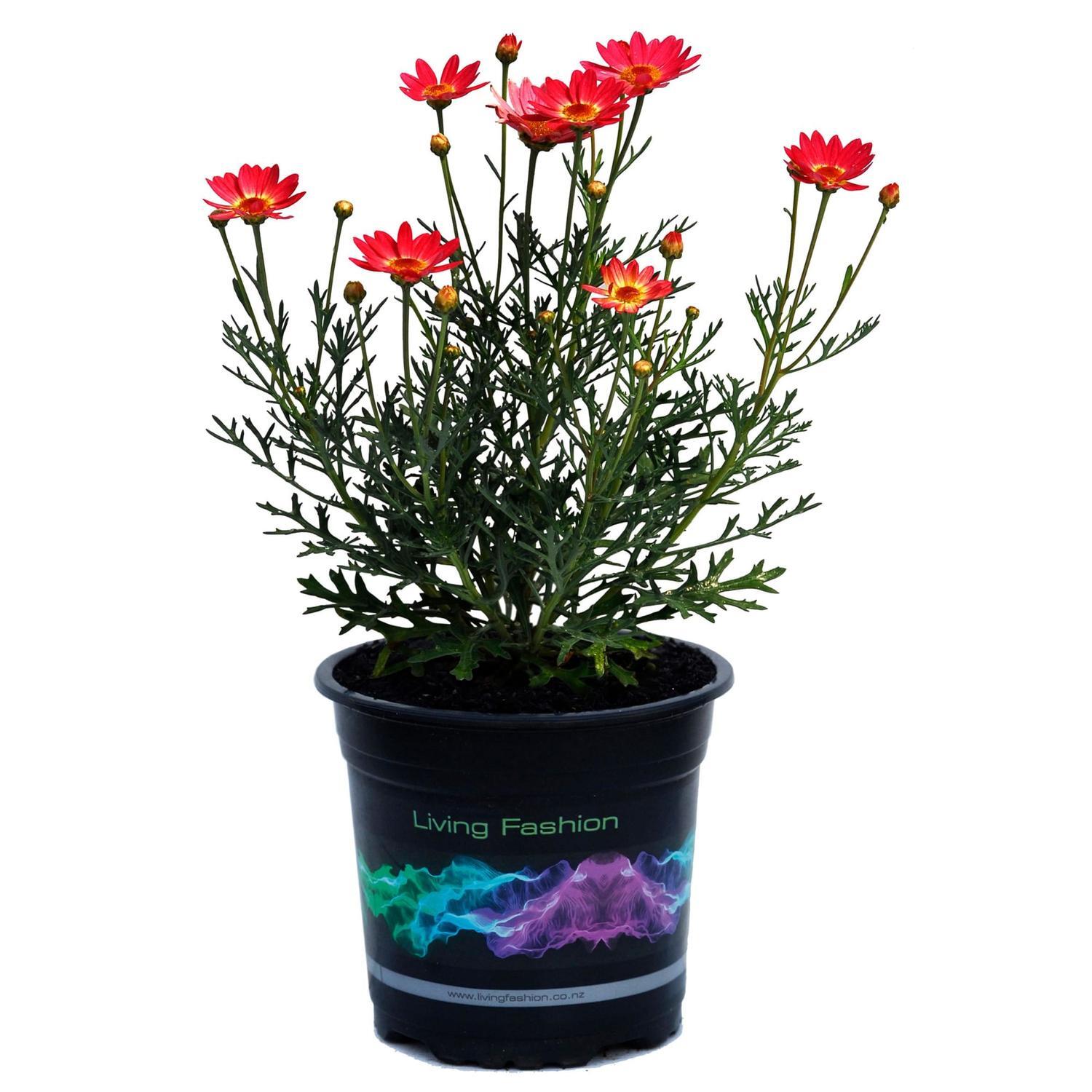 Daisy Fed Coral