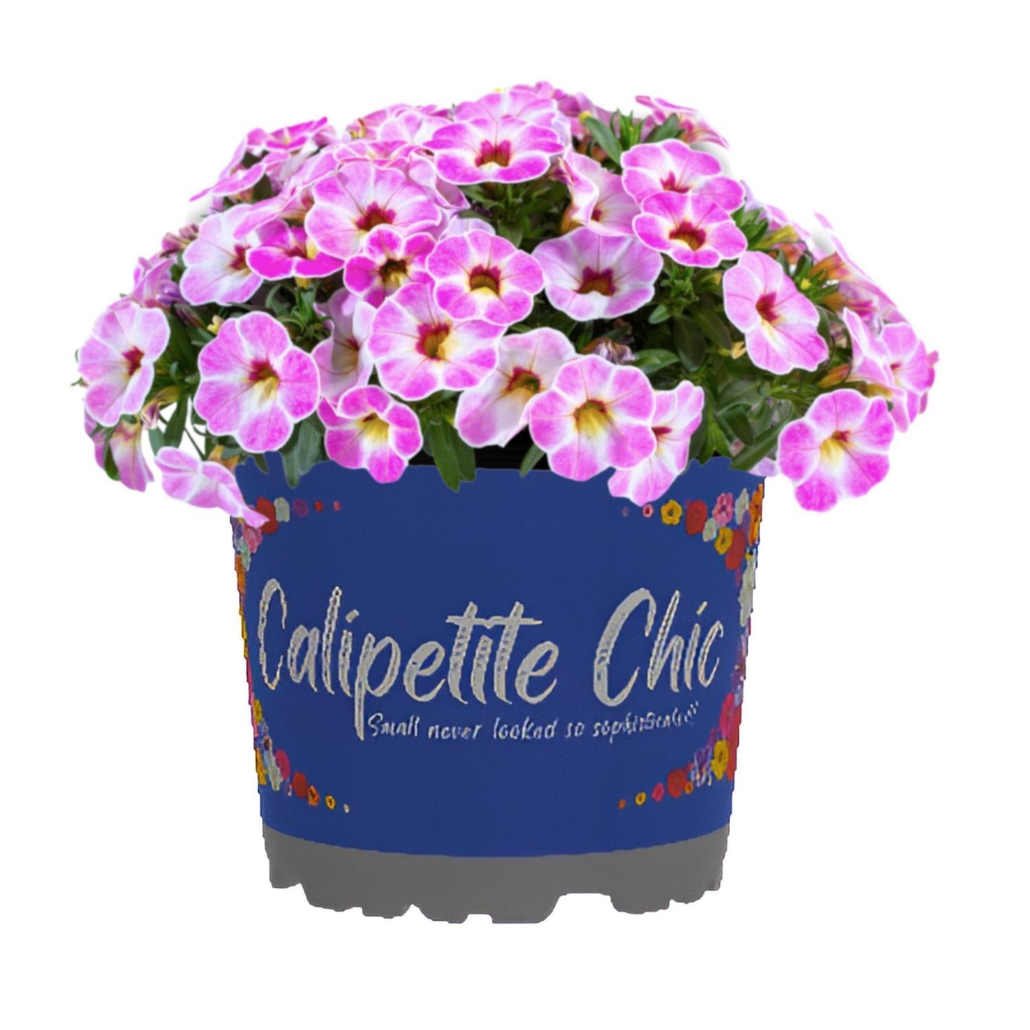 Calipetite Chic Assorted 13cm