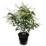 Prunus Lusitanica