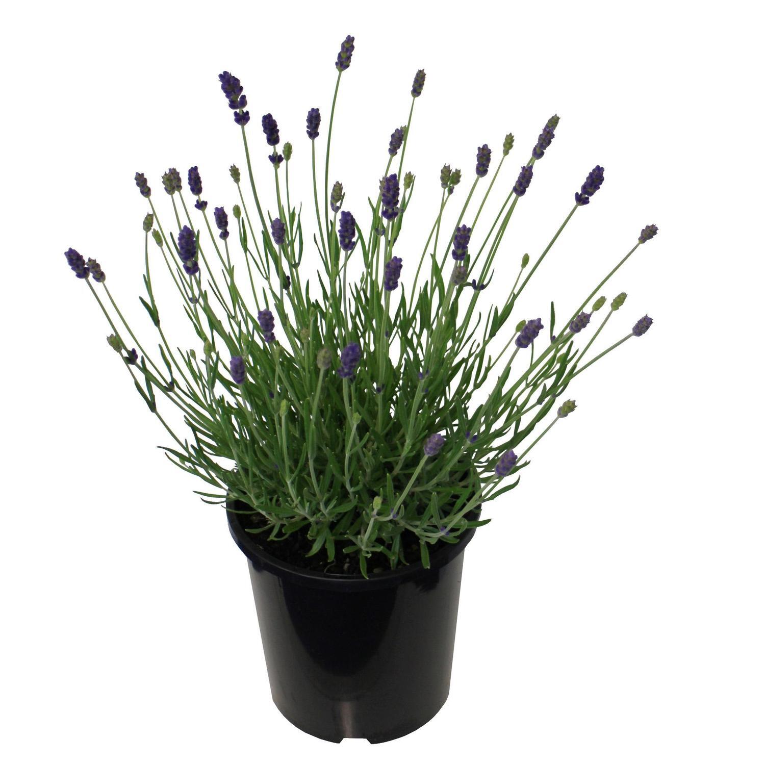 Lavender 'Hidcote Blue' 2.5 litre