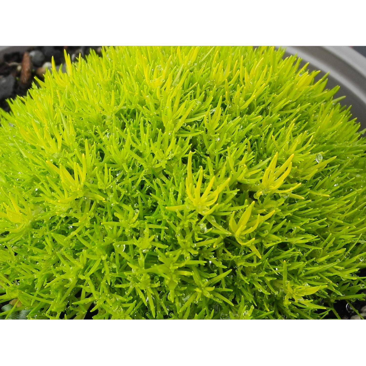Arenaria Irish Moss