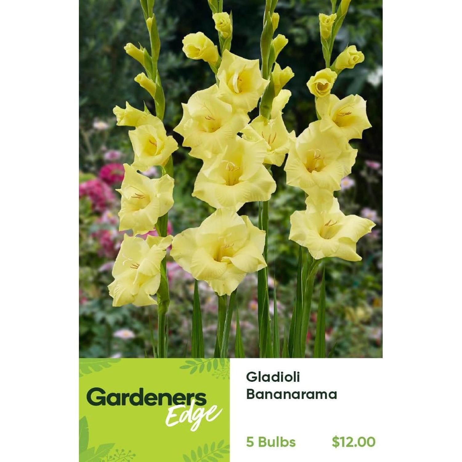 Gladioli Bananarama Pack of 5