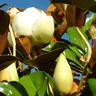 Magnolia Little Gem