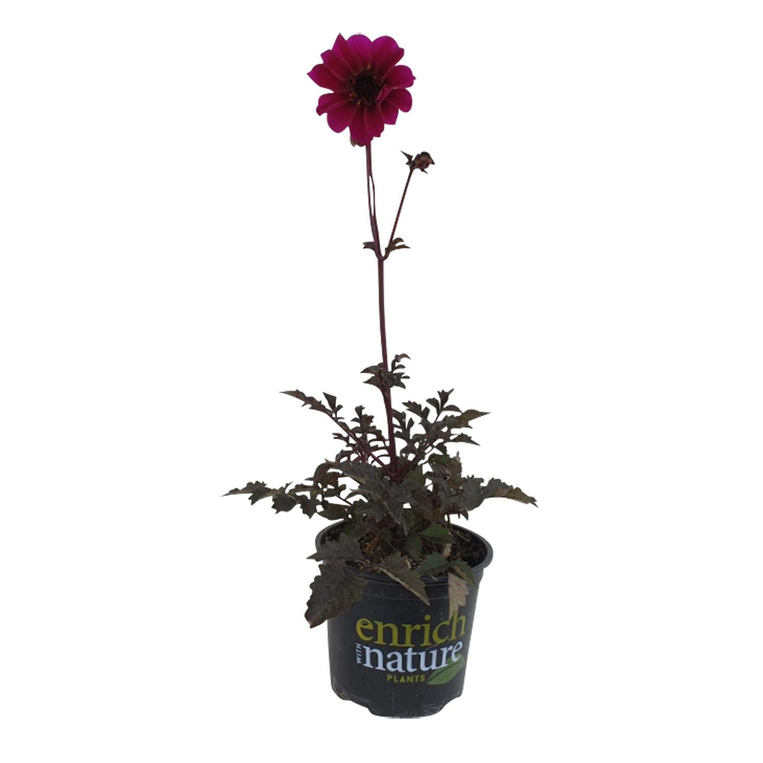 Dahlia Mystic Wizard