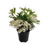 Pieris Temple Bells