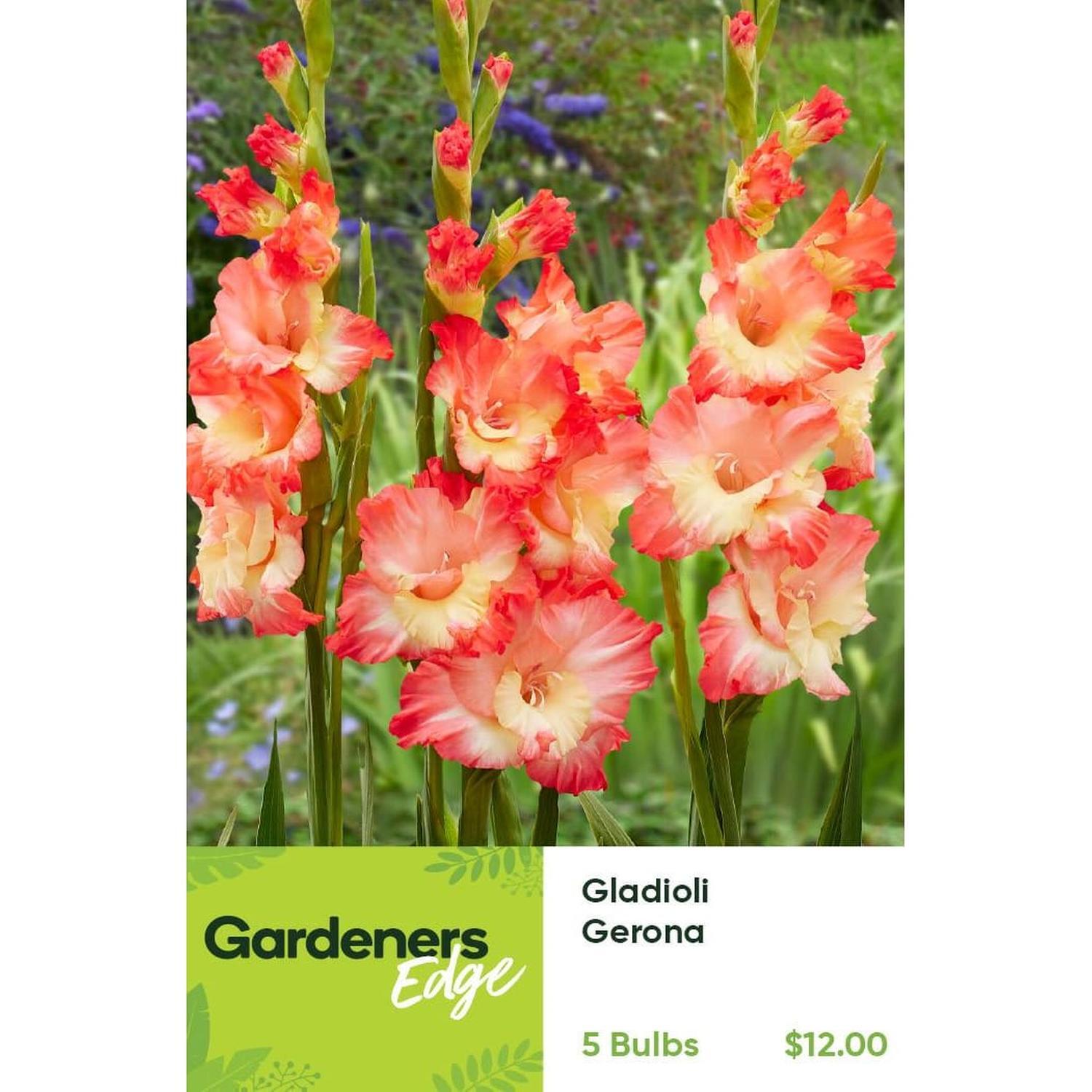 Gladioli Gerona Pack of 5