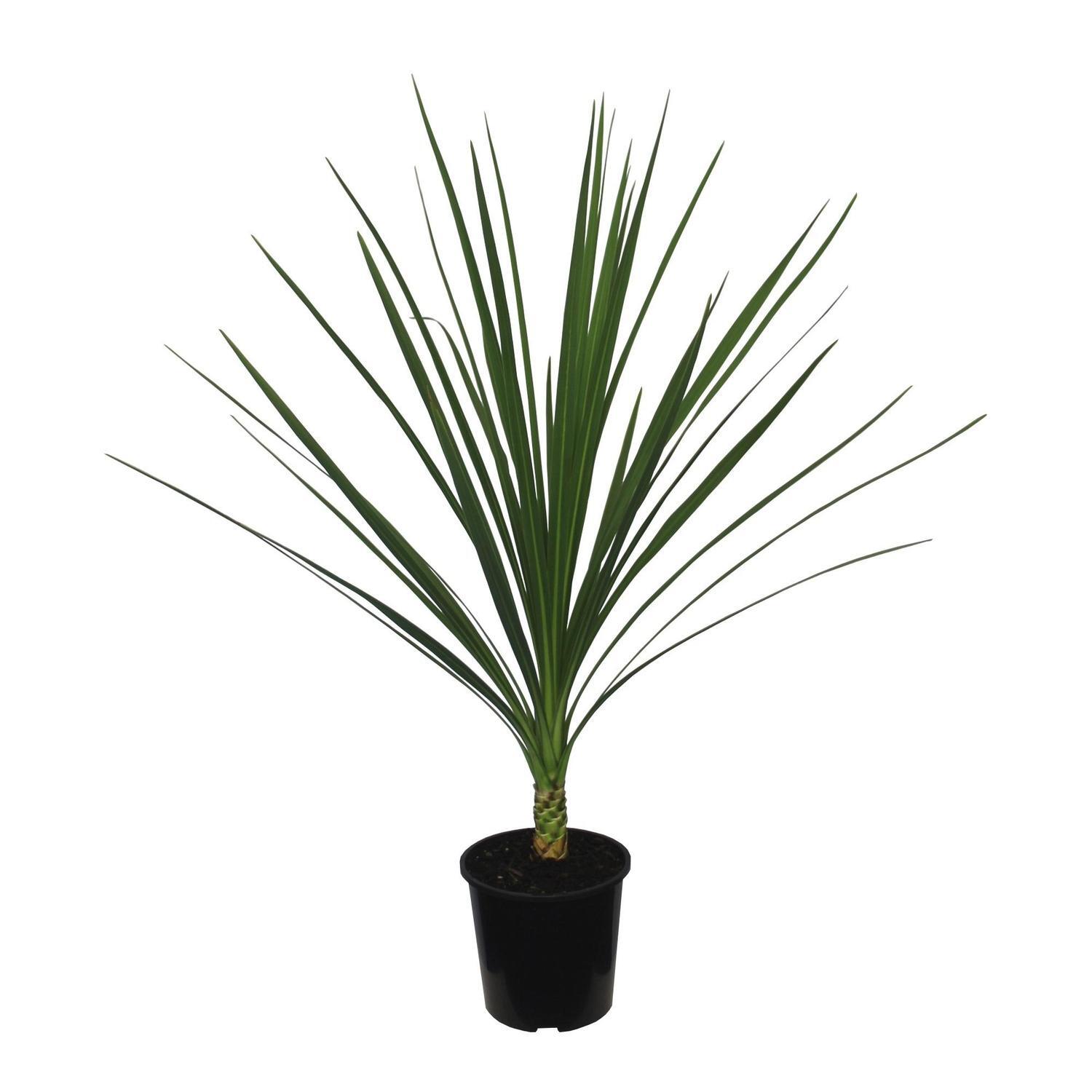 Cordyline australis