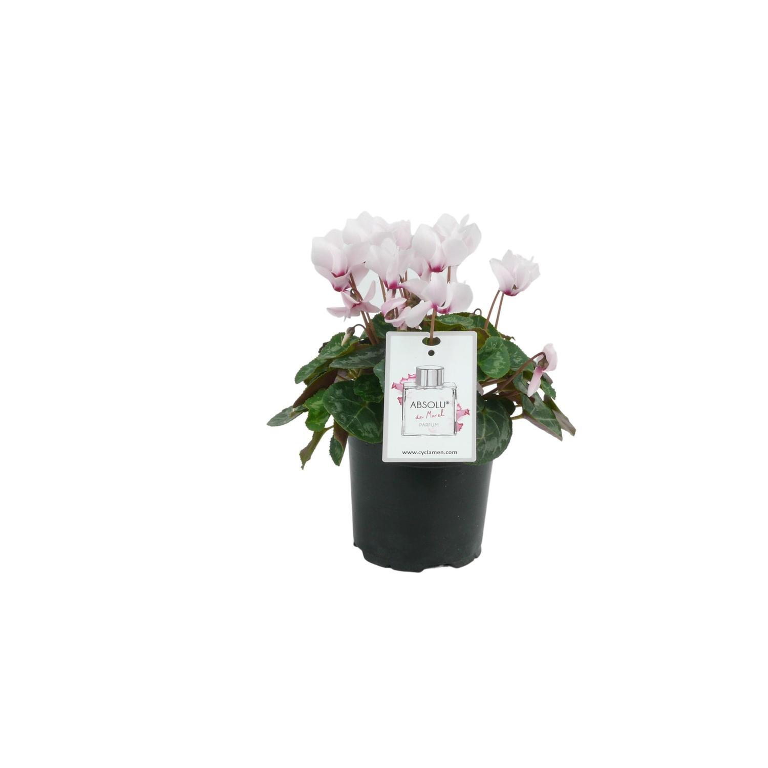 Cyclamen Absolu de Morel