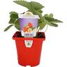 Strawberry Fronteras 10cm