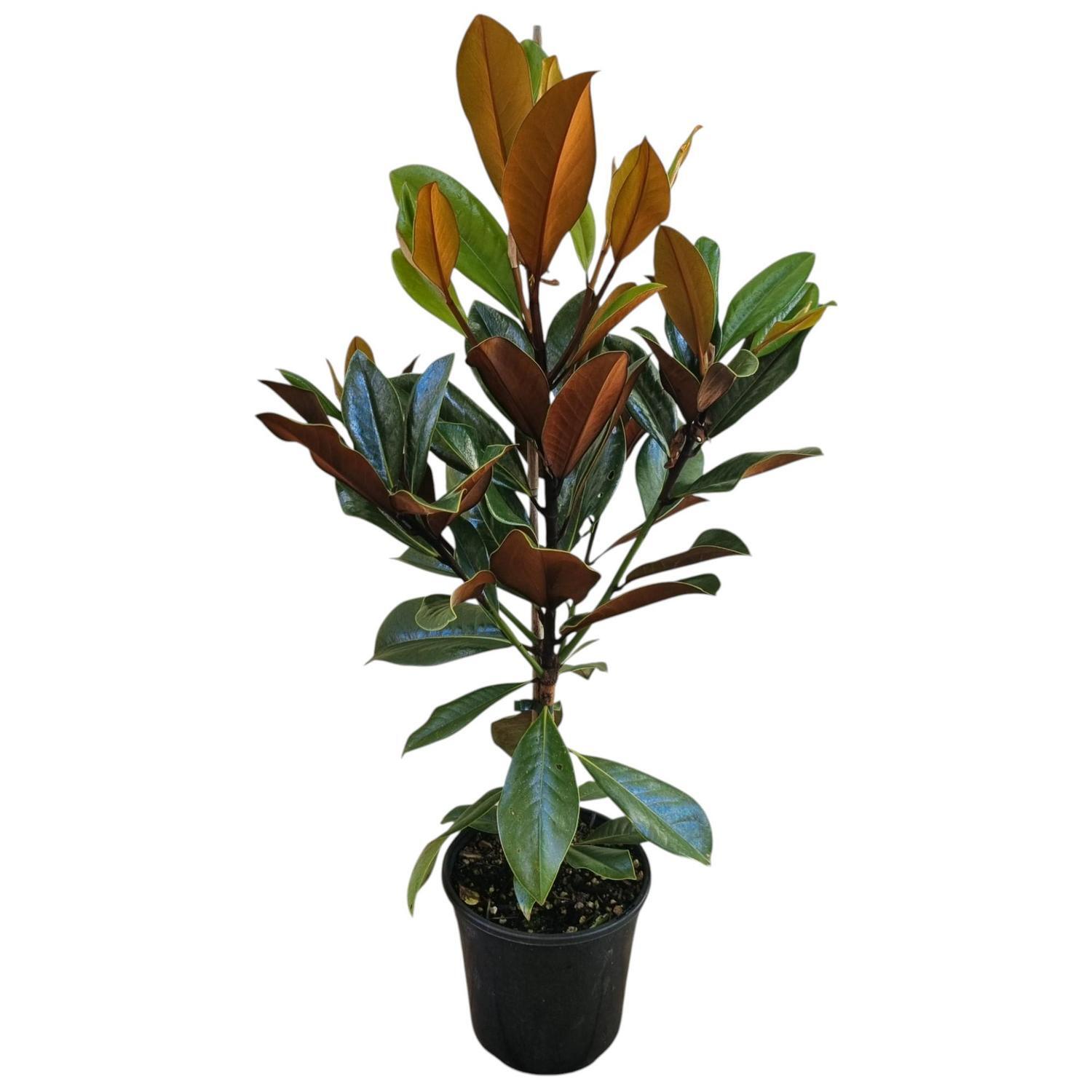Magnolia Grand Blanchard  4L