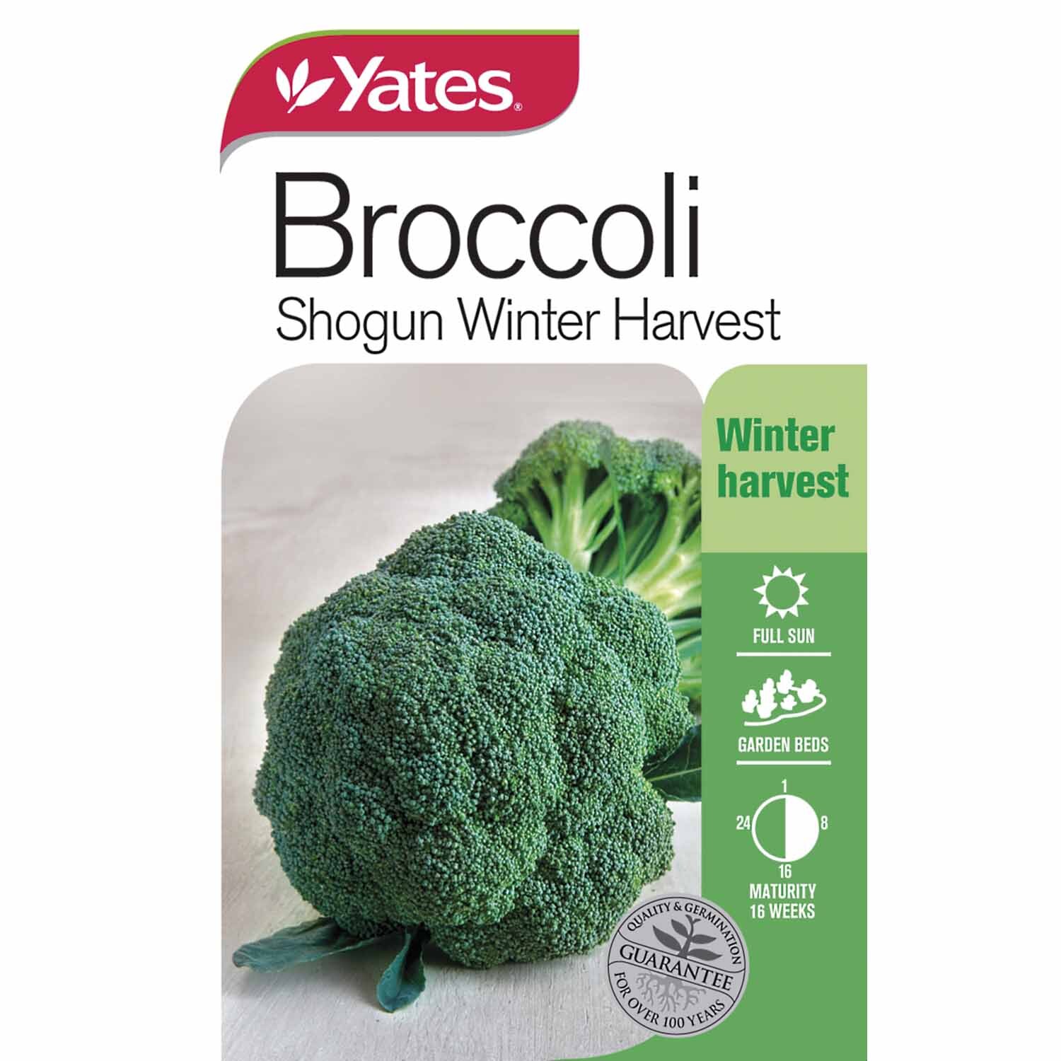 Broccoli Shogun Winter Harvest