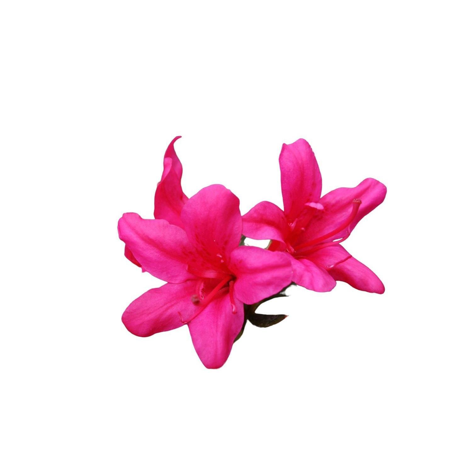 Azalea