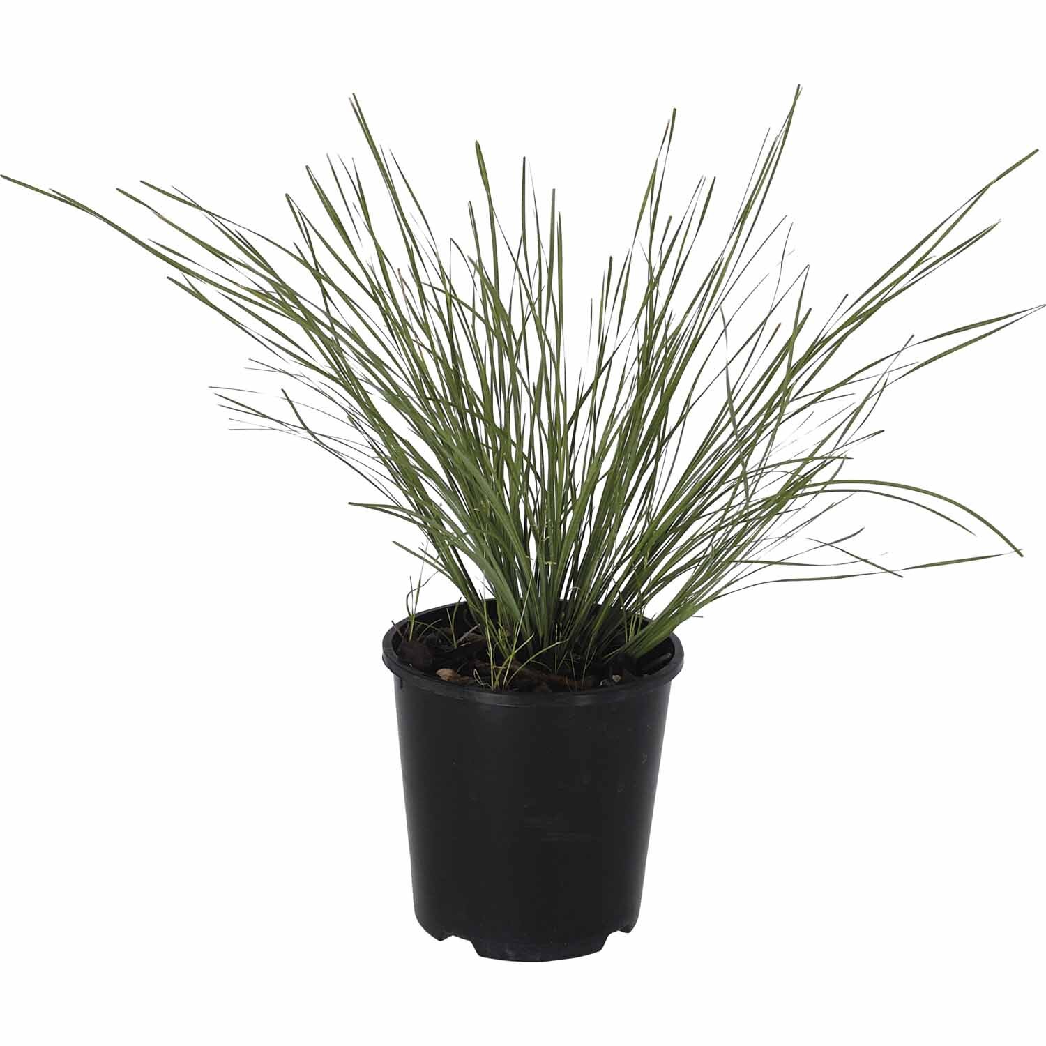 Lomandra Shara