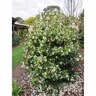 Magnolia Fairy Cream