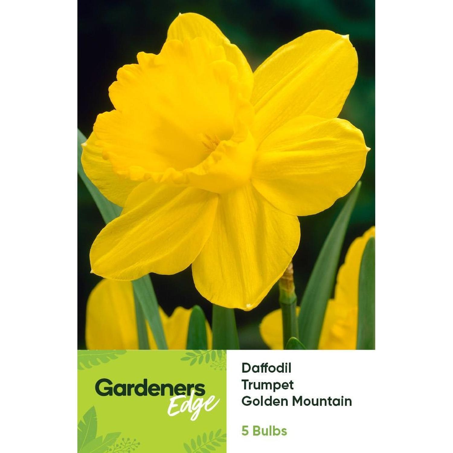Daffodil Golden Mountain 5 Pack
