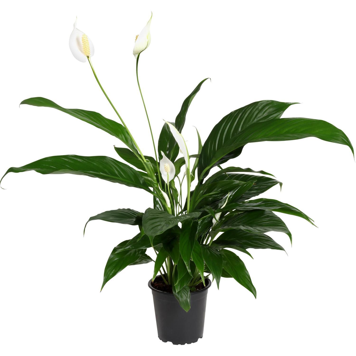 Spathiphyllum 'Peace Lily' Benito  12cm