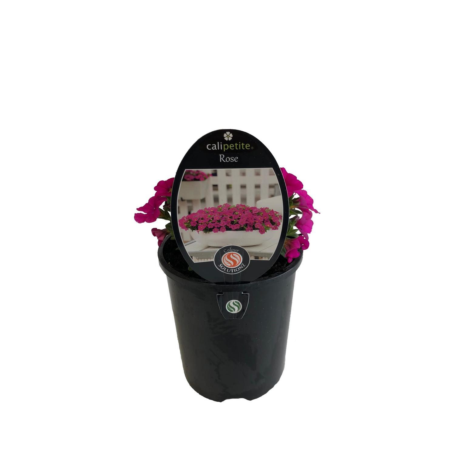 Calipetite Rose