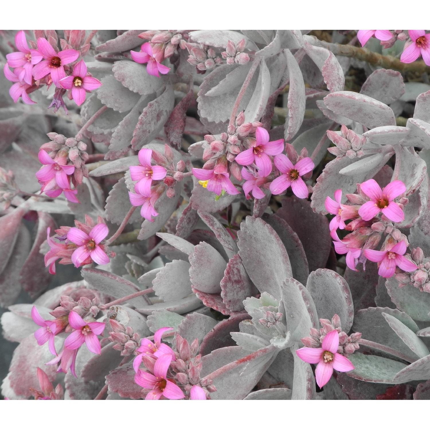 Kalanchoe Quicksilver