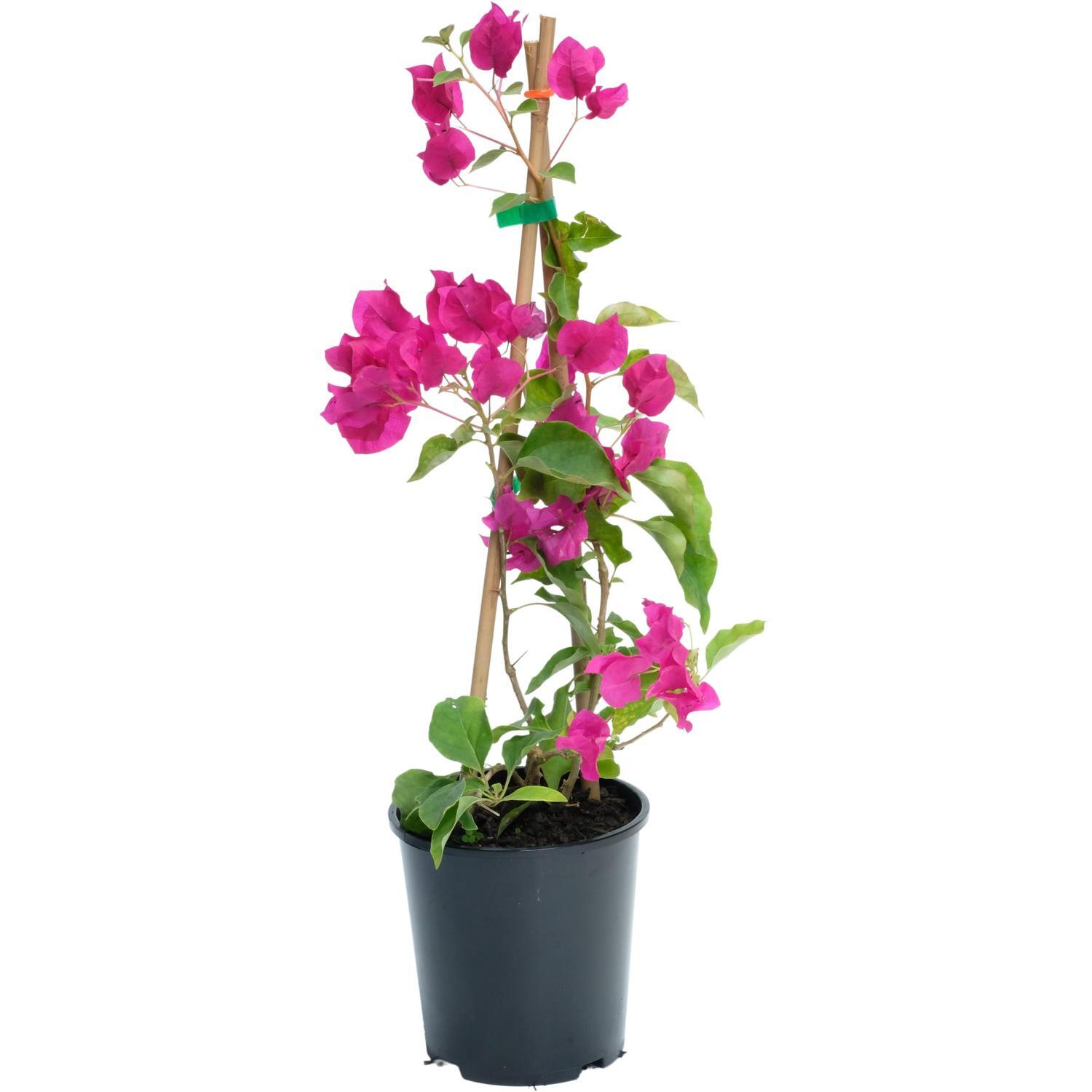 Bougainvillea Bambino Maudi