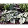 Brunnera Silver Heart