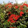 Pyracantha 'Brilliant' 3.3 litre