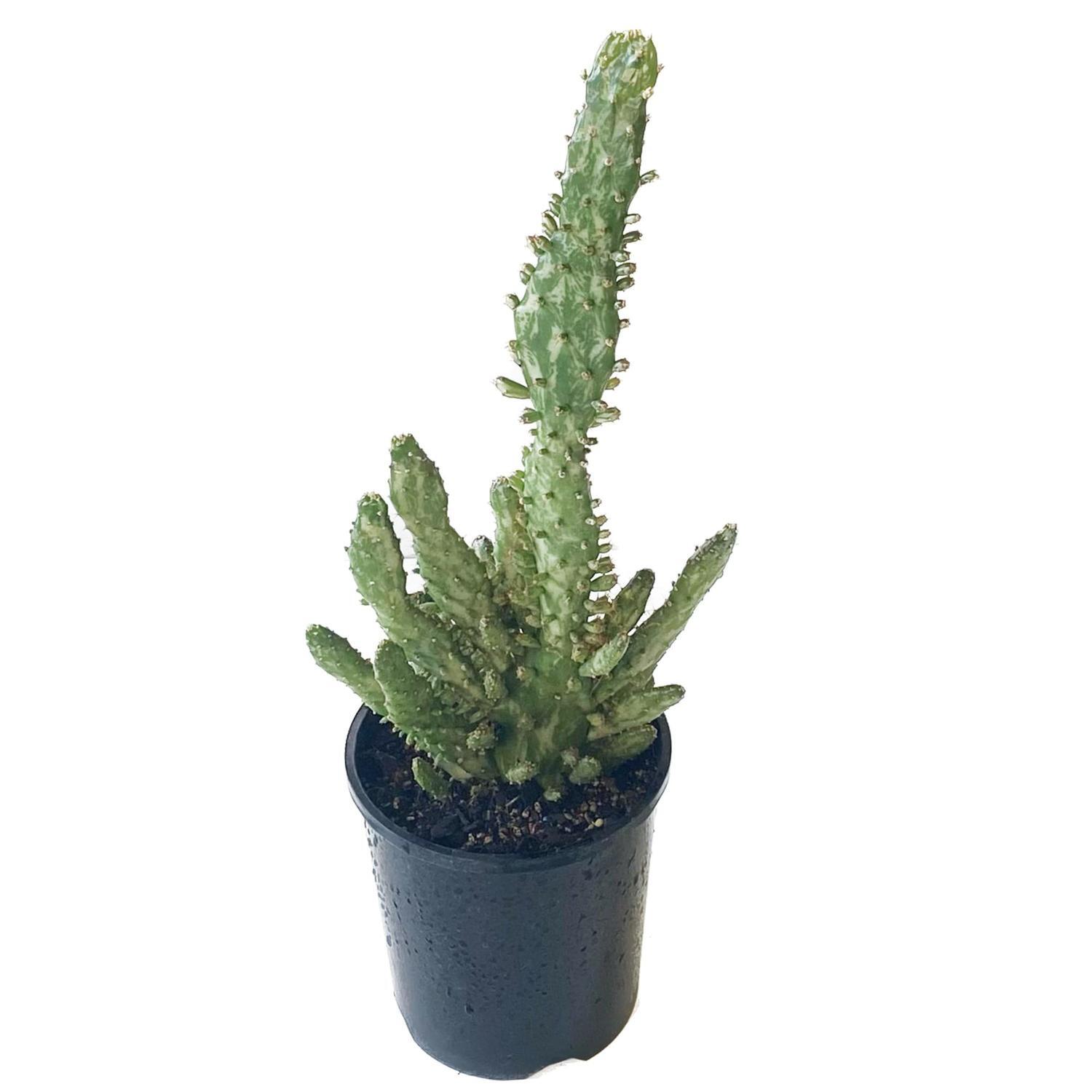 Opuntia Monacantha 14cm