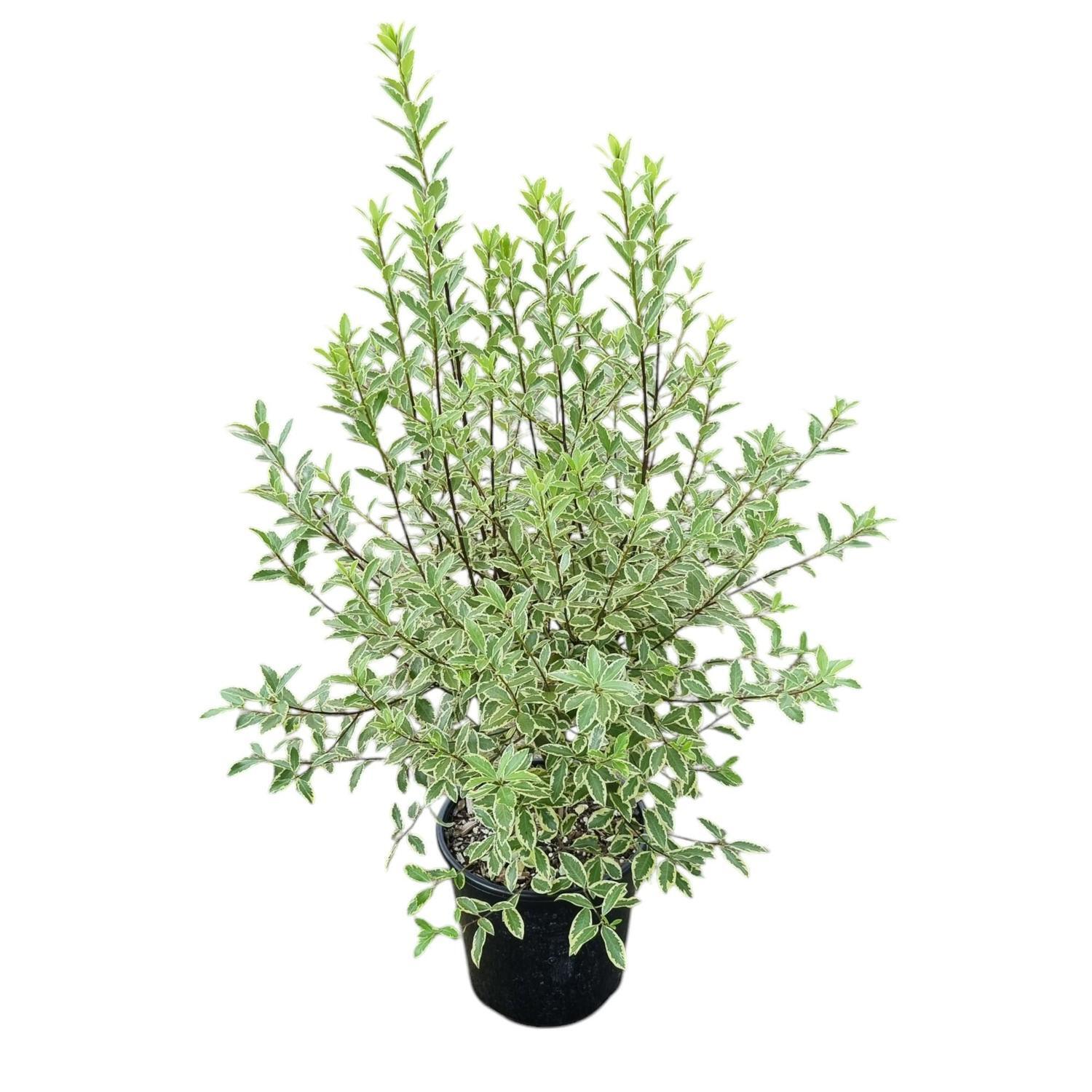 Pittosporum Tenuifolium Variegata 6L