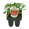 Tomato Money Maker Pack of 6