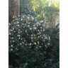 Daphne odora Leucanthe