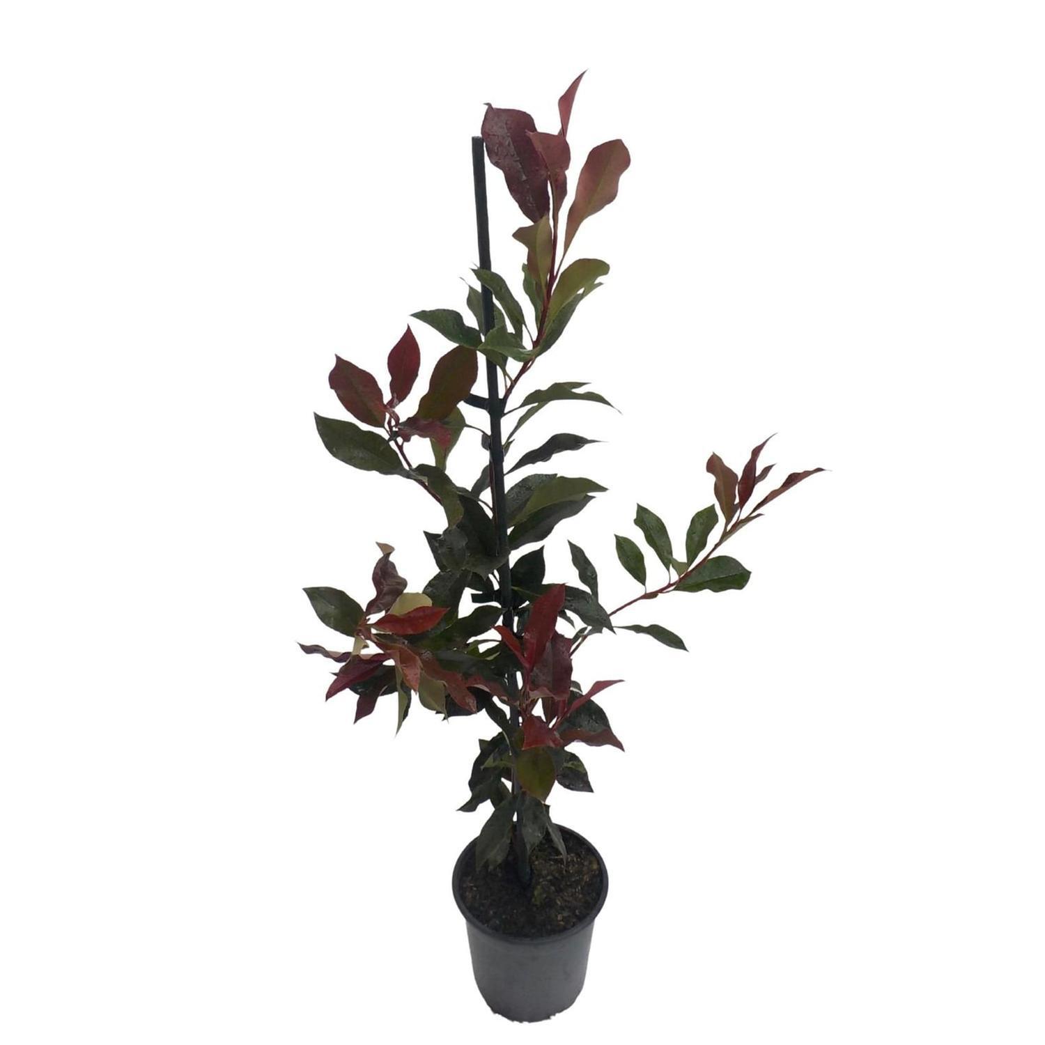 Photinia Supa Red