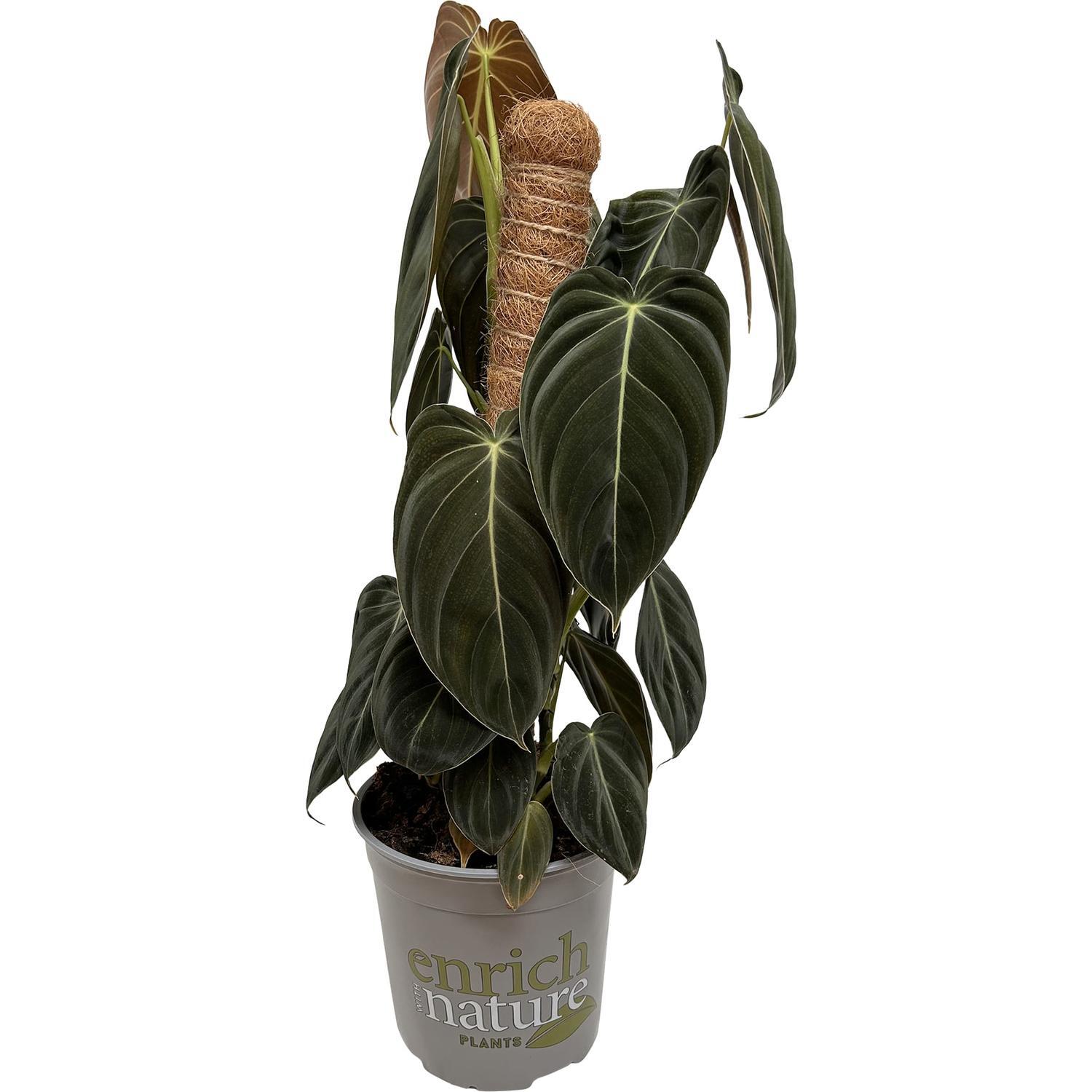 Philodendron Melanochrysum  17cm