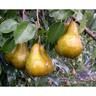 Pear Beurre Bosc