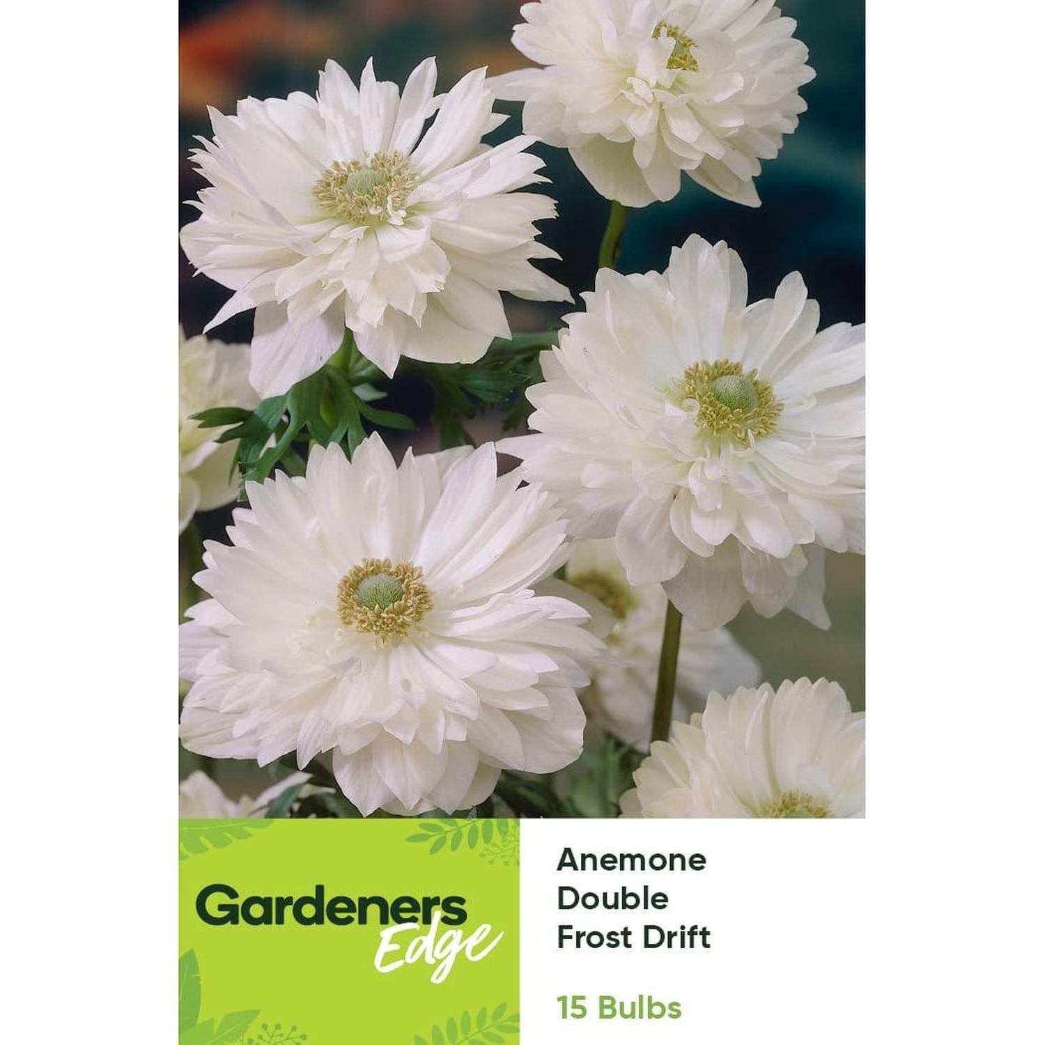 Anemone Double White Frostdrift 15 pack