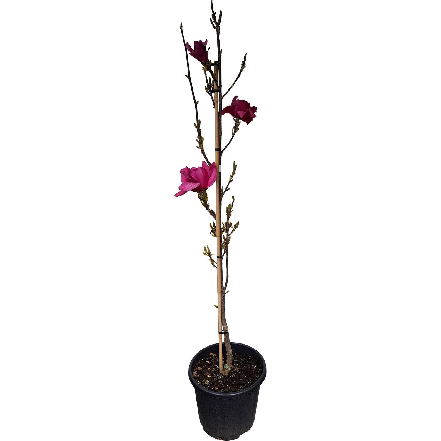 Magnolia Vulcan