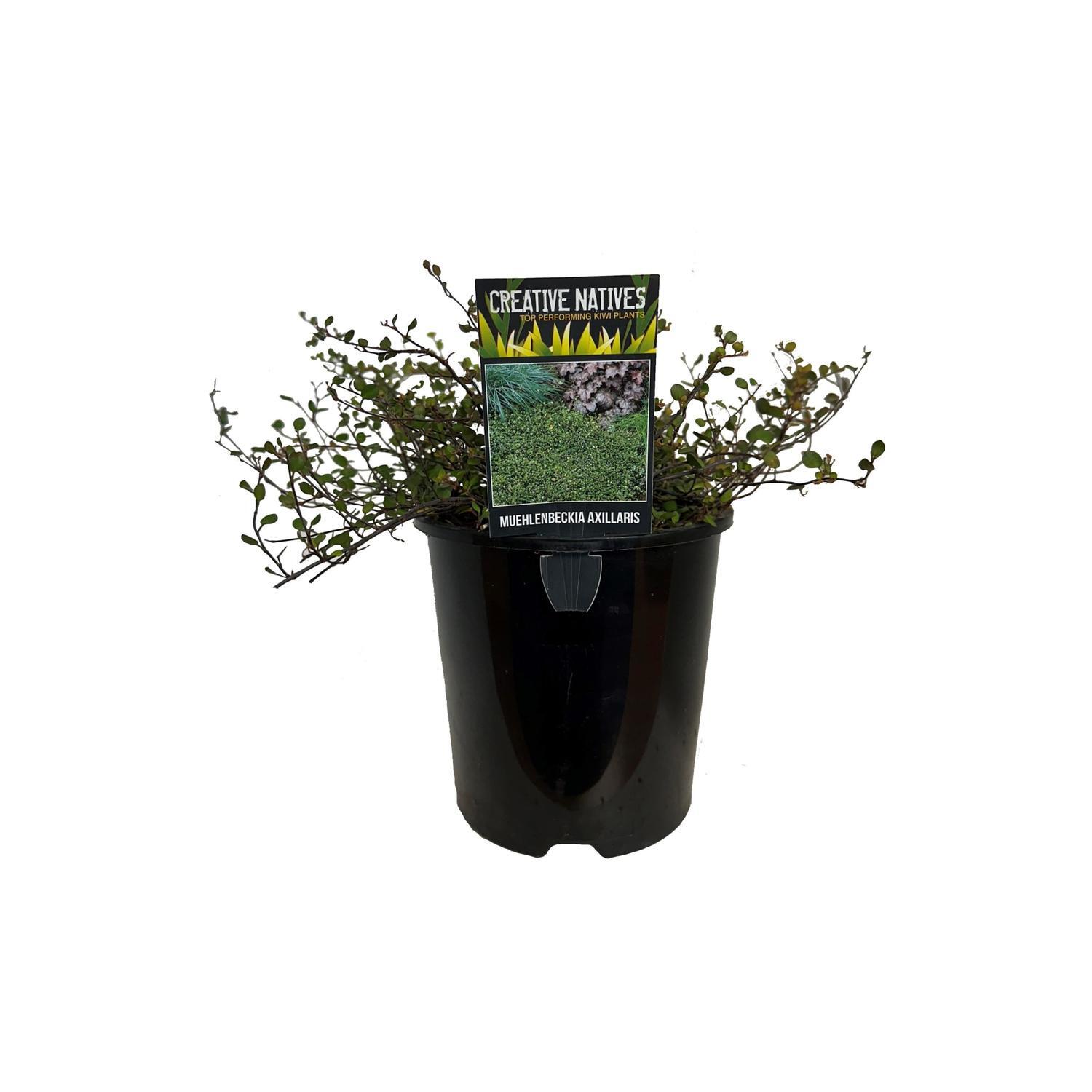 Muehlenbeckia Axillaris