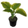 Hosta Fragrant Bouquet