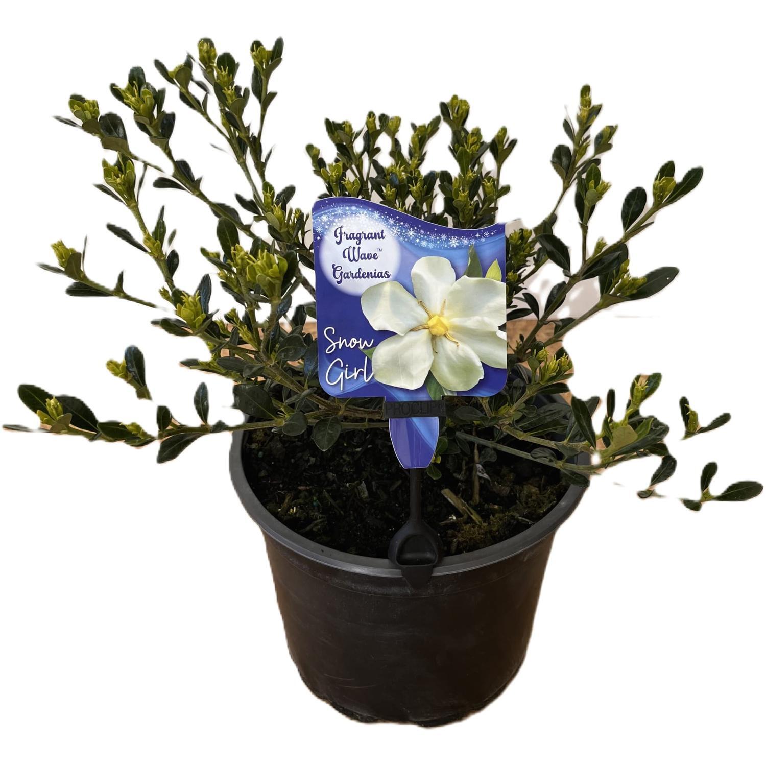 Gardenia Snow Girl