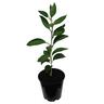 Mandarin Silverhill, Dwarf