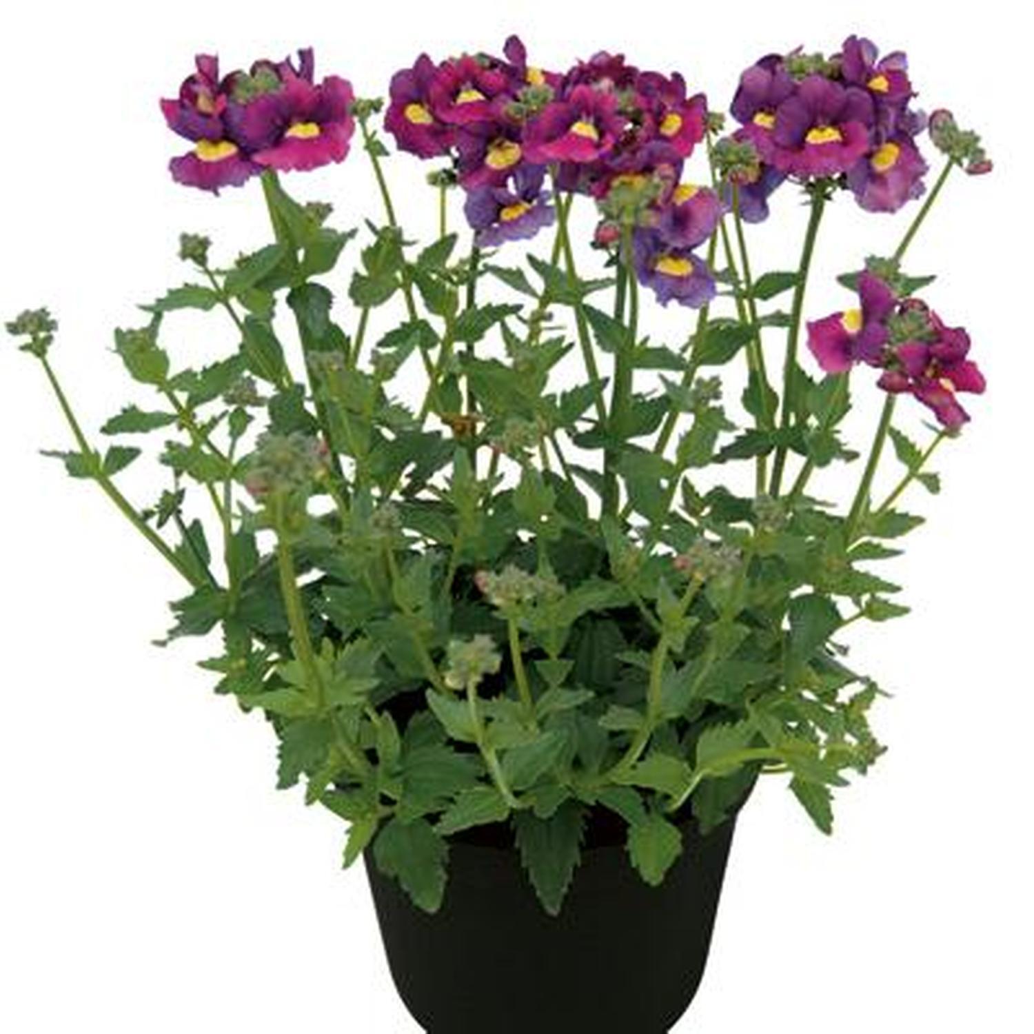 Nemesia Innocence Plum