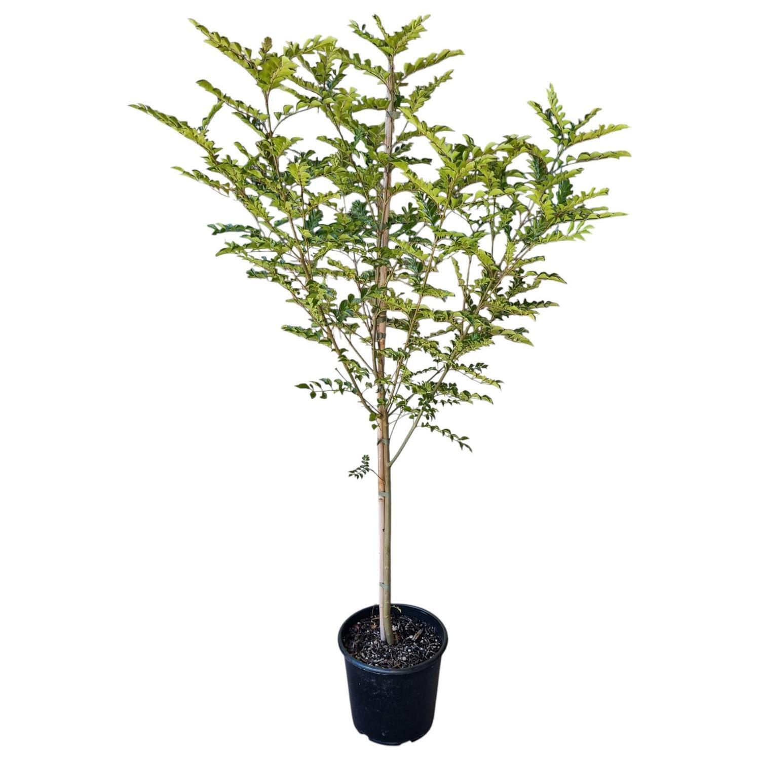 Fraxinus Griffithi 8.5L